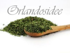 Kerbel – feines, aromatisches Küchenkraut mit mildem, leicht süßlichem Anisaroma