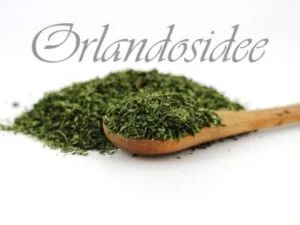 Kerbel – feines, aromatisches Küchenkraut mit mildem, leicht süßlichem Anisaroma
