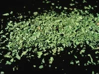 Liebstöckel – aromatisches Kraut mit intensivem, sellerieähnlichem Geschmack