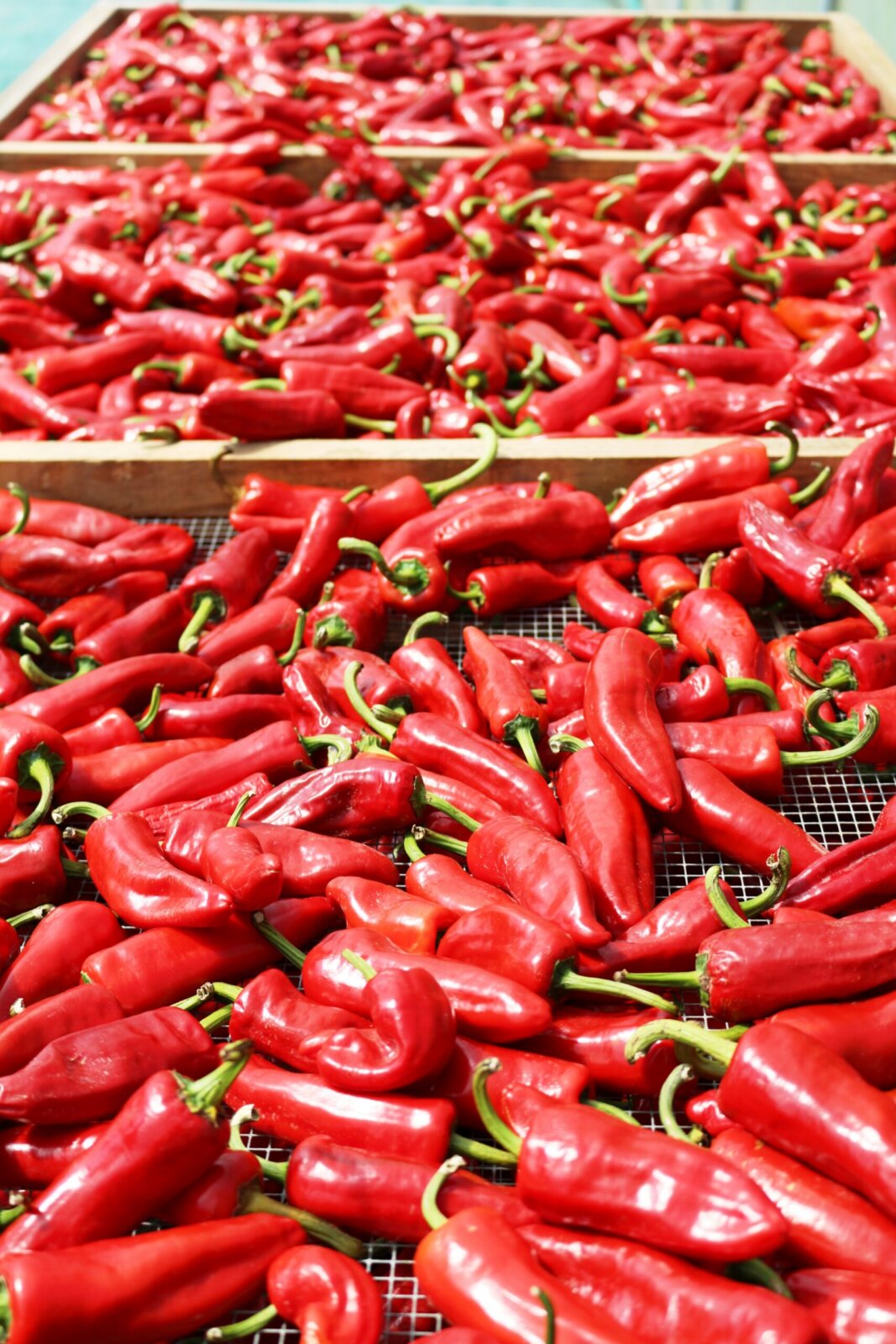 Paprika und Chili Gewürze online kaufen