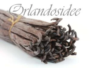 Bourbon Vanilleschoten Großgebinde aus ganzen Vanilleschoten (Vanilla planifolia)