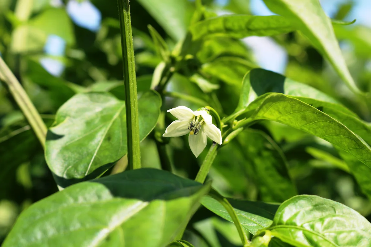 Weiße Blüte einer Capsicum-annuum-Pflanze für Piment d'Espelette