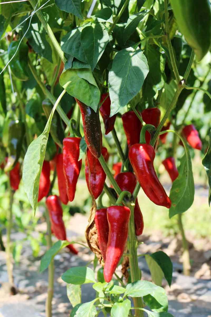 Gorria-Chili Capsicum annuum für Piment d'Espelette im französischen Baskenland