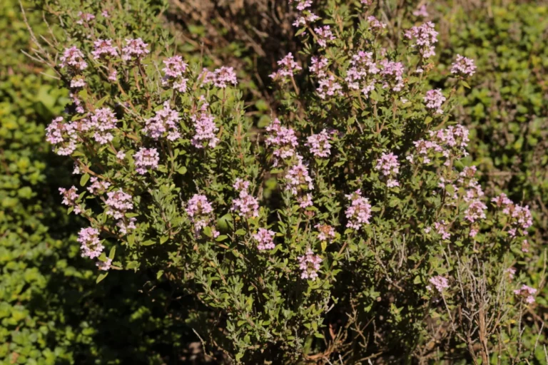 Thymian: Aroma, Verwendung und wozu er besonders gut passt 1 echter-thymian-thymus-vulgaris